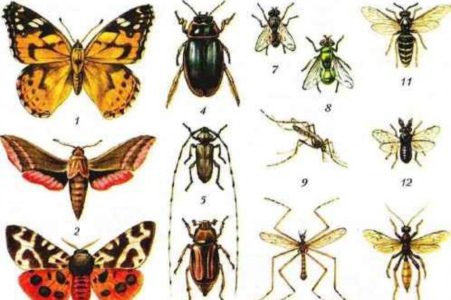 Тип превращения мухи. Разные насекомые. Разнообразие насекомых. Насекомые с полным превращением. Отряд насекомых Двукрылые представители.