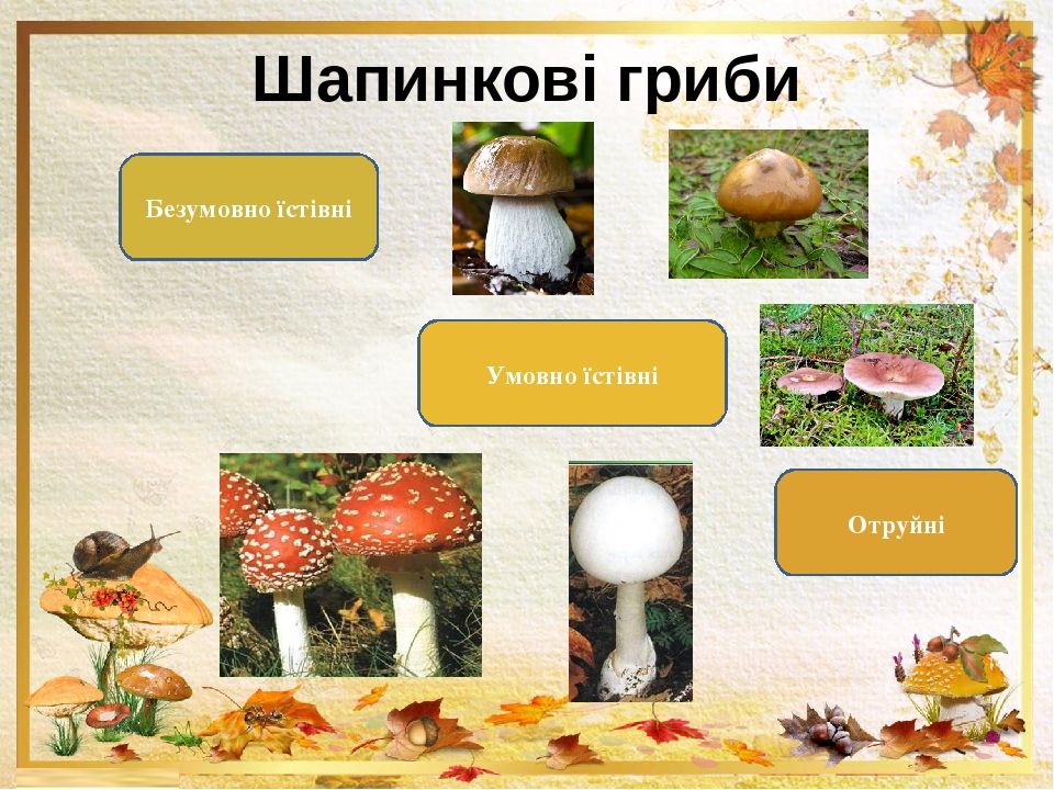 Список їстівних грибів